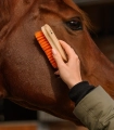 Szczotka-do-glowy-WALDHAUSEN-Colorcare-orange-03
