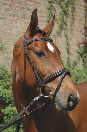 polo3.jpg