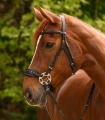 Oglowie-hackamore-WALDHAUSEN-X-Line-Bitless-Sensitive-02