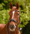 Oglowie-hackamore-WALDHAUSEN-X-Line-Bitless-Sensitive-03