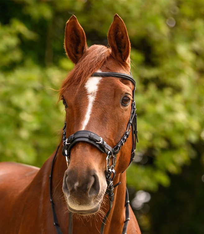 Oglowie-hackamore-WALDHAUSEN-X-Line-Bitless-Sensitive-03