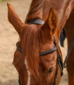 Oglowie-hackamore-WALDHAUSEN-X-Line-Bitless-Sensitive-04