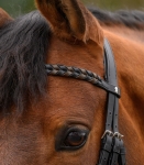 Naczolek-WALDHAUSEN-X-Line-Braided-02