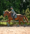 Ochraniacze-ujezdzeniowe-WALDHAUSEN-Air-Performance-pine-green-08
