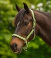 Kantar-WALDHAUSEN-Athletic-lime-green-02