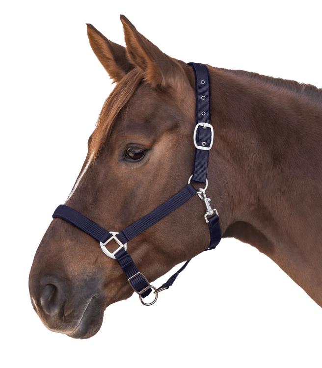 Kantar-WALDHAUSEN-Satin-blue-04