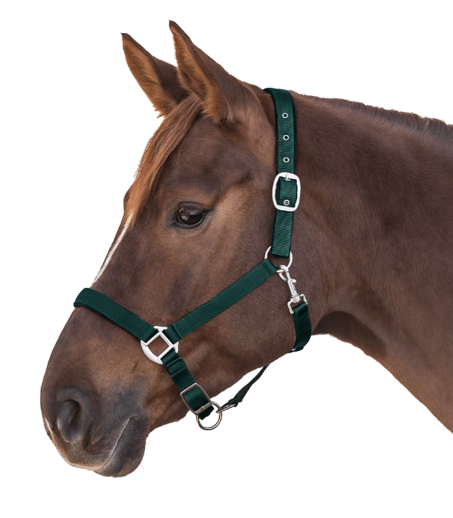 Kantar-WALDHAUSEN-Satin-fir-green-03
