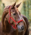 Kantar-WALDHAUSEN-Satin-red-04