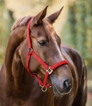 Kantar-WALDHAUSEN-Satin-red-04