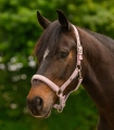 Kantar-WALDHAUSEN-Trinidad-chrome-mauve-02