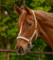 Kantar-WALDHAUSEN-Trinidad-chrome-toffee-02