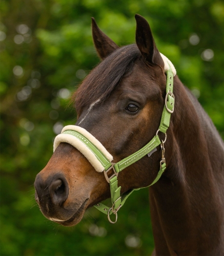Kantar-WALDHAUSEN-Elegant-lime-green-02