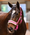 Kantar-WALDHAUSEN-Elegant-pink-02