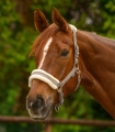 Kantar-WALDHAUSEN-Elegant-toffee-02