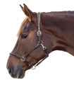Kantar-skorzany-WALDHAUSEN-X-Line-Leather-Nevada-brown-02