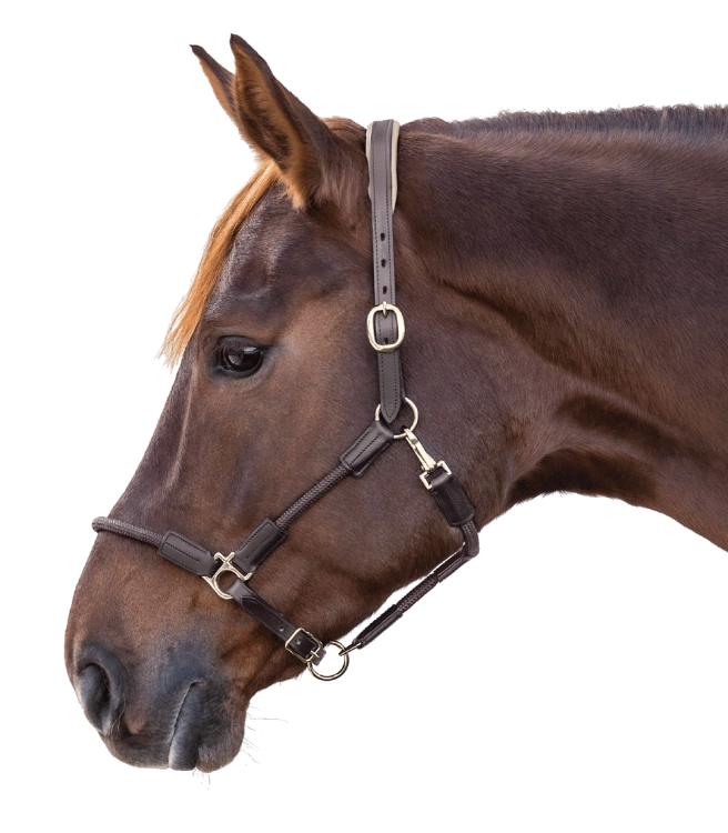 Kantar-skorzany-WALDHAUSEN-X-Line-Leather-Nevada-brown-02