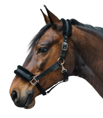 Kantar-WALDHAUSEN-First-Halter-black-02