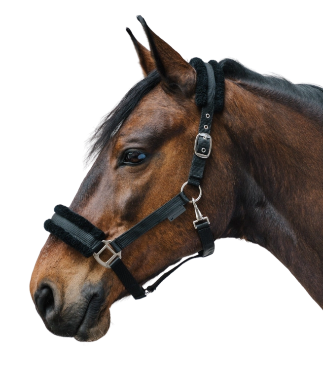 Kantar-WALDHAUSEN-First-Halter-black-02
