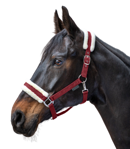 Kantar-WALDHAUSEN-First-Halter-bordeaux-02