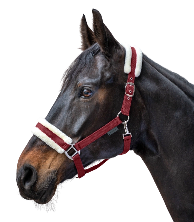 Kantar-WALDHAUSEN-First-Halter-bordeaux-02