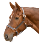 Kantar-skorzany-WALDHAUSEN-X-Line-Leather-Rose-brown-02