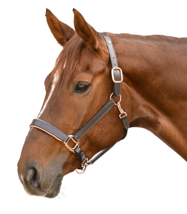 Kantar-skorzany-WALDHAUSEN-X-Line-Leather-Rose-brown-02