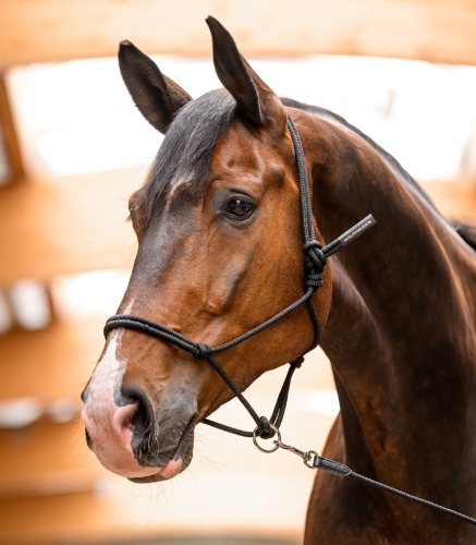 Kantar-sznurkowy-WALDHAUSEN-Knotted-Halter-02