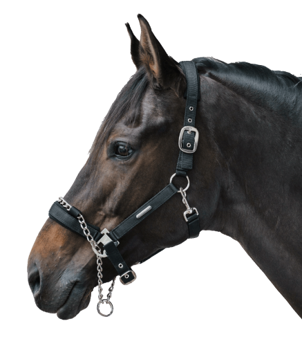 Kantar-z-lancuszkiem-WALDHAUSEN-Control-Halter-02