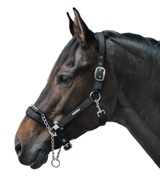 Kantar-z-lancuszkiem-WALDHAUSEN-Control-Halter-02