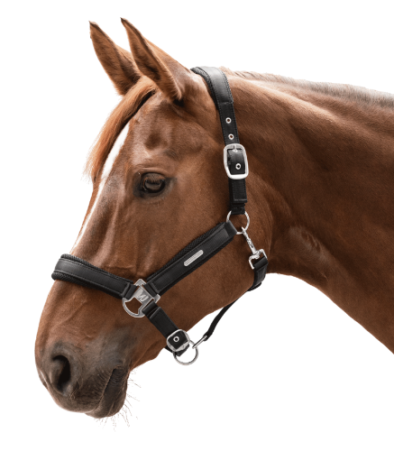 Kantar-WALDHAUSEN-Breath-black-02