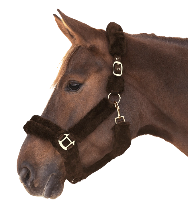 Kantar-WALDHAUSEN-Cozy-brown-gold-02