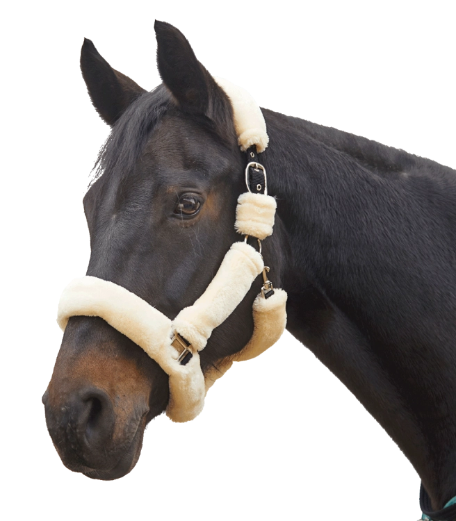 Kantar-WALDHAUSEN-Cozy-cream-silver-02