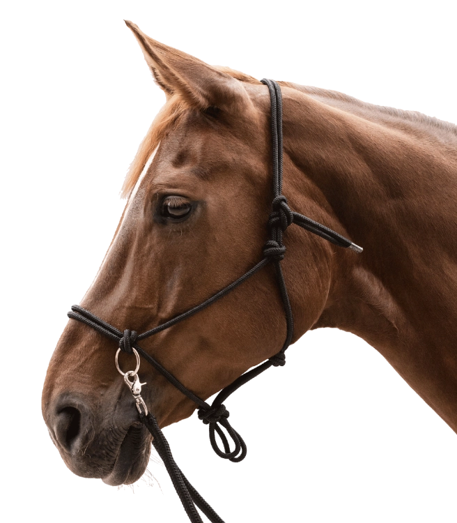 Kantar-sznurkowy-z-wodzami-WALDHAUSEN-Knotted-Halter-with-Reins-black-02