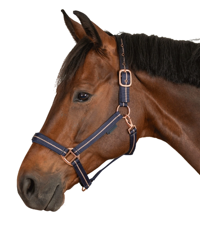 Kantar-WALDHAUSEN-Rose-night-blue-02
