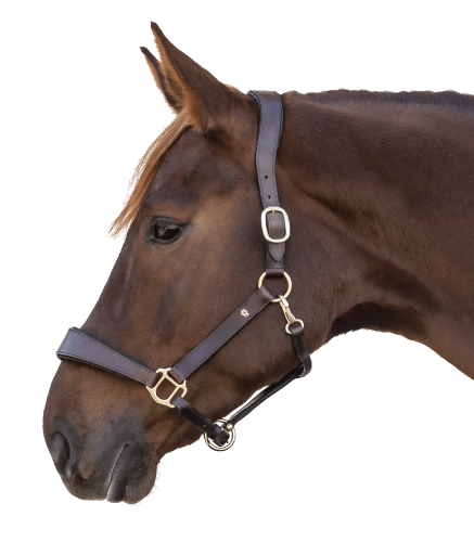 Kantar-skorzany-WALDHAUSEN-S-Line-Anatomic-brown-01