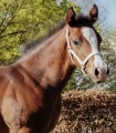 Kantar-skorzany-WALDHAUSEN-Foal-Show-white-02