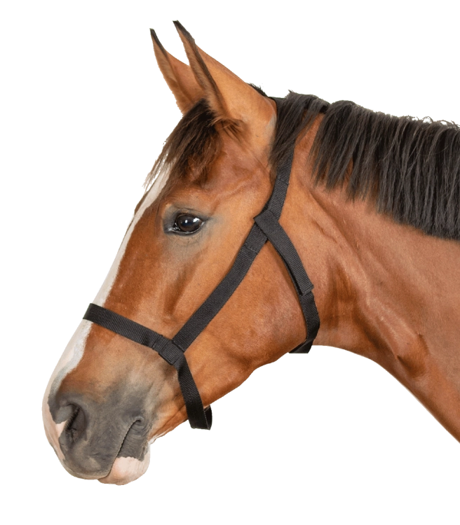 Kantar-WALDHAUSEN-Pasture-black-02