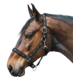Kantar-WALDHAUSEN-Little-Horse-black-03