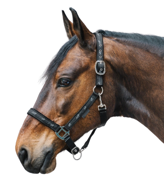 Kantar-WALDHAUSEN-Little-Horse-black-03