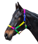 Kantar-WALDHAUSEN-Rainbow-Coloured-02