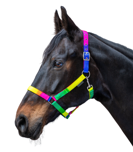 Kantar-WALDHAUSEN-Rainbow-Coloured-02