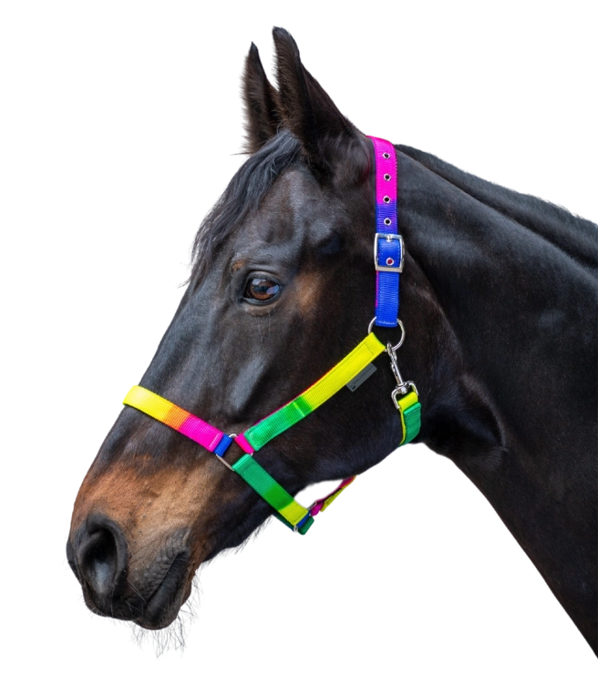 Kantar-WALDHAUSEN-Rainbow-Coloured-02
