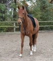 Wytok-WALDHAUSEN-X-Line-Martingale-black-02