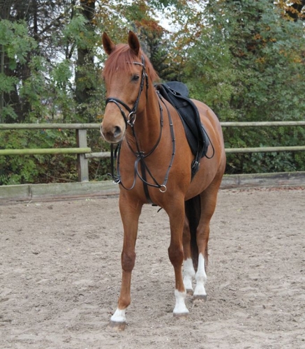 Wytok-WALDHAUSEN-X-Line-Martingale-black-02