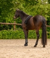 Lonza-podwojna-WALDHAUSEN-Classic-Silver-03