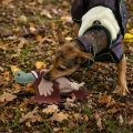 Zabawka-dla-psa-QHP-Dog-AW2026-04