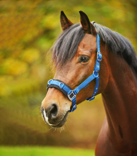 Kawecan-WALDHAUSEN-Economic-azure-blue-02