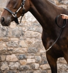 Uwiaz-z-lancuszkiem-HORSEWARE-Signature-czarny