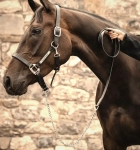 Uwiaz-z-lancuszkiem-HORSEWARE-Signature-brazowy