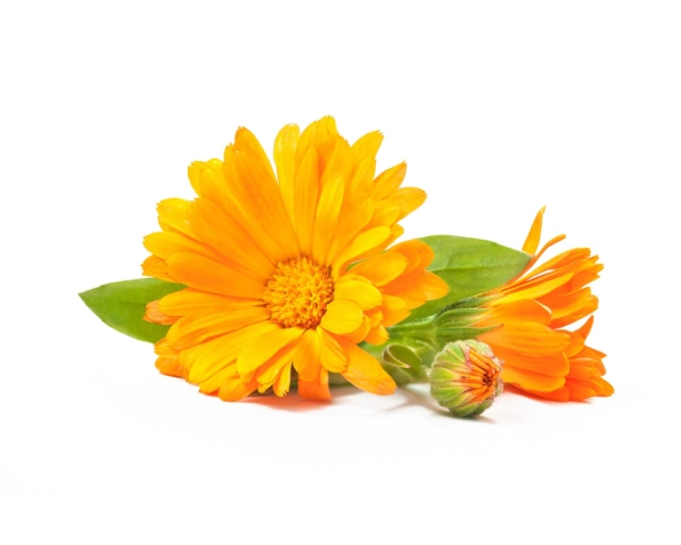 nagietek-equiherbs-1.jpg